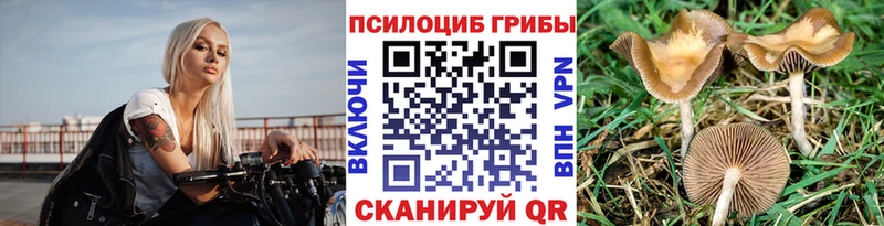 Галлюциногенные грибы Psilocybe mega как войти Никольск